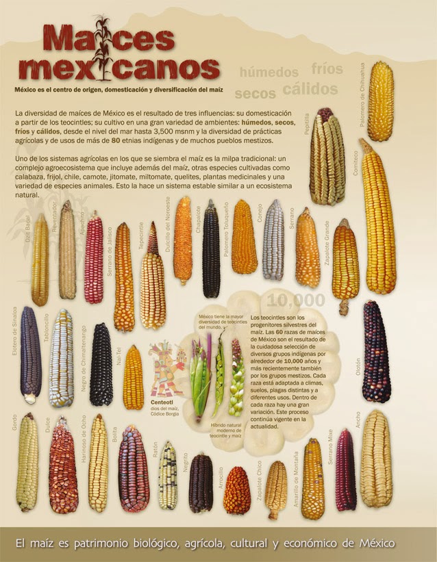 cuna del maíz